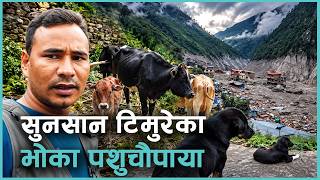 बाढीले क्षतविक्षत रसुवाको टिमुरेमा मालिक पर्खेर बसेका घरपालुवा चौपाया | Kantipur Samachar