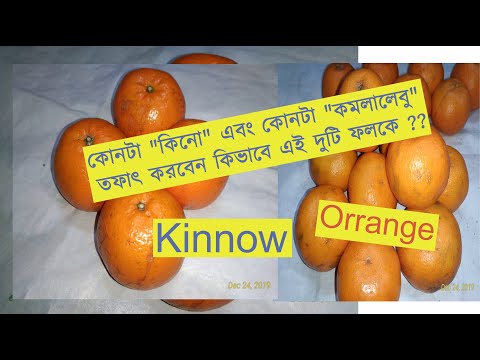 কিনো এবং কমলালেবু চিনবেন কিভাবে  |How do you Differentiate between Kinnow and Orange