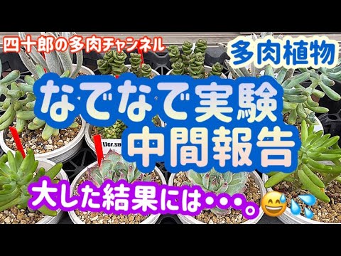 40rou S Succulent Channel Youtube 40rou S Succulent Channel Youtube