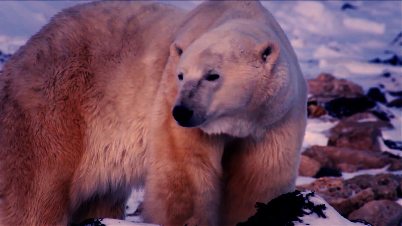Wild About Animals - Learn All About Bears - YouTube