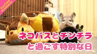 【Premieres】ネコバスとチンチラと過ごす特別な日！憧れのトトロと一緒に遊びました！Chinchilla and Totoro and Nekobasu