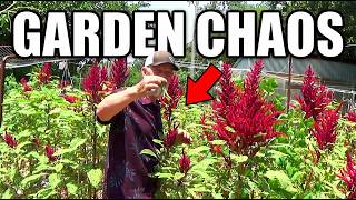 Deep Mulch Garden Chaos, 4th of July View Celebration, Fist Full of Tomato
