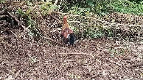 ໄກ່ນ້ອຍກຳລັງຂື້ນຂັນໄຫມ່ me nyuam qaib pib qua lawm