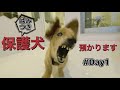 噛みつき保護犬　本日からダックス預かります