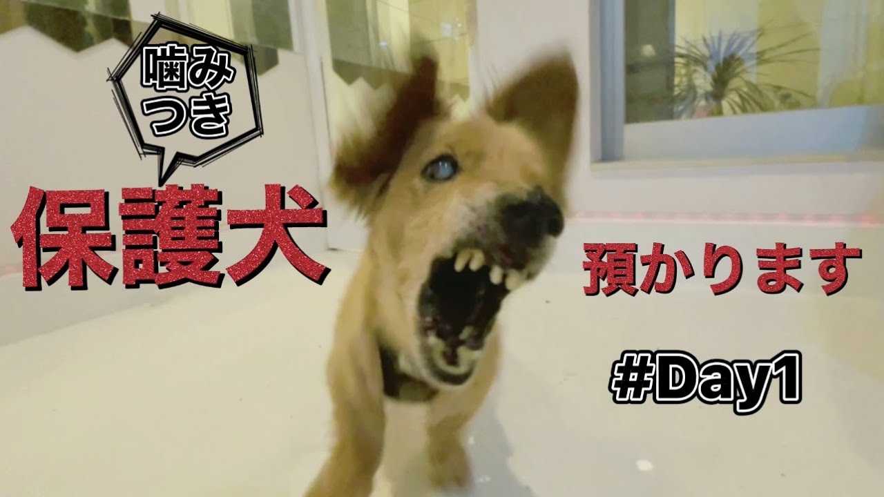 16歳 噛みつき ダックスの保護犬卒業までを追ったyoutubeに反響 閉鎖的なペット業界と向き合う女性の想い Oricon News