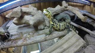 Varanus Cumingi eats Balut surrounded by Varanus Salvadorii
