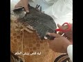 من يعرف ليه قص الريش