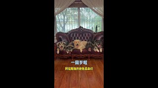 金毛和阿拉斯加混血儿和奶妈一年的蜕变！ #蓝氏狗粮#蓝氏乳鸽狗粮#万物可爱计划#我的秋天是毛茸茸的