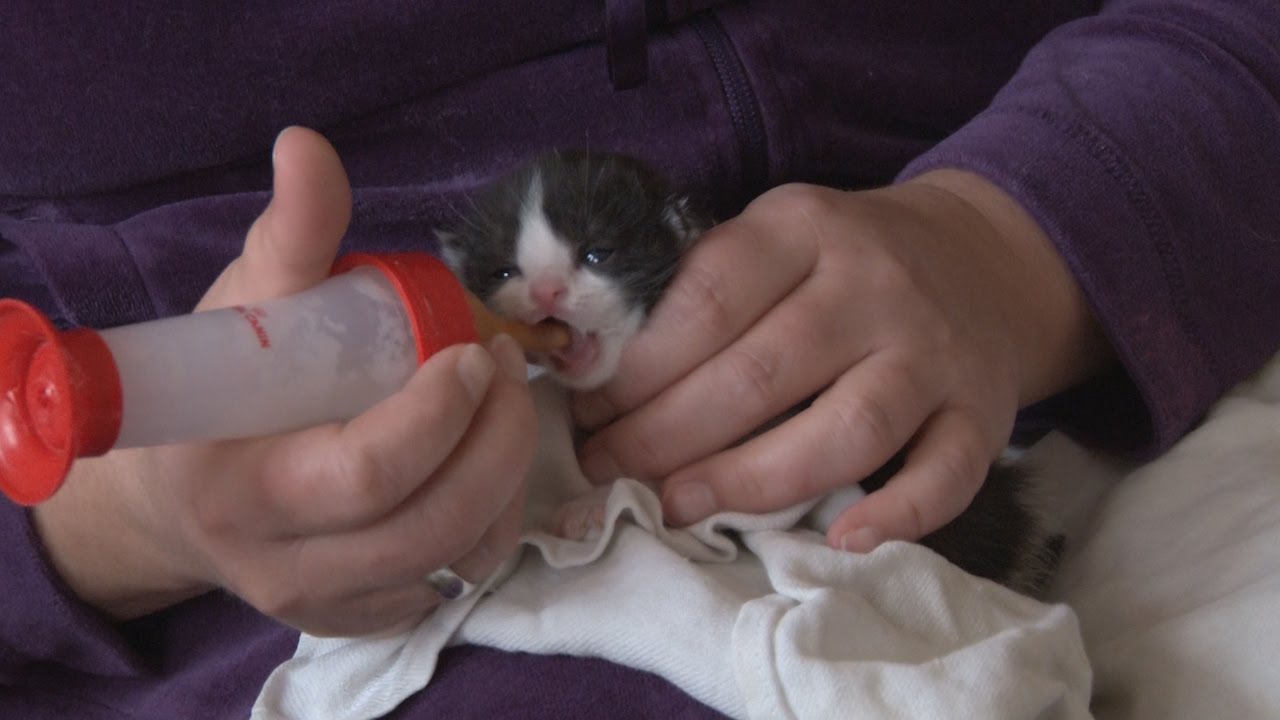 Katzenbabys Mit Der Flasche Aufziehen