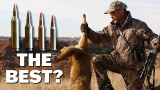 Predator Cartridges and Rifles You NEED To Know