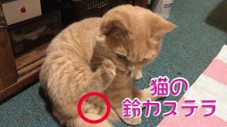 マンチカン 君のふわちん 鈴カステラ Funny Cat Ep42 Youtube
