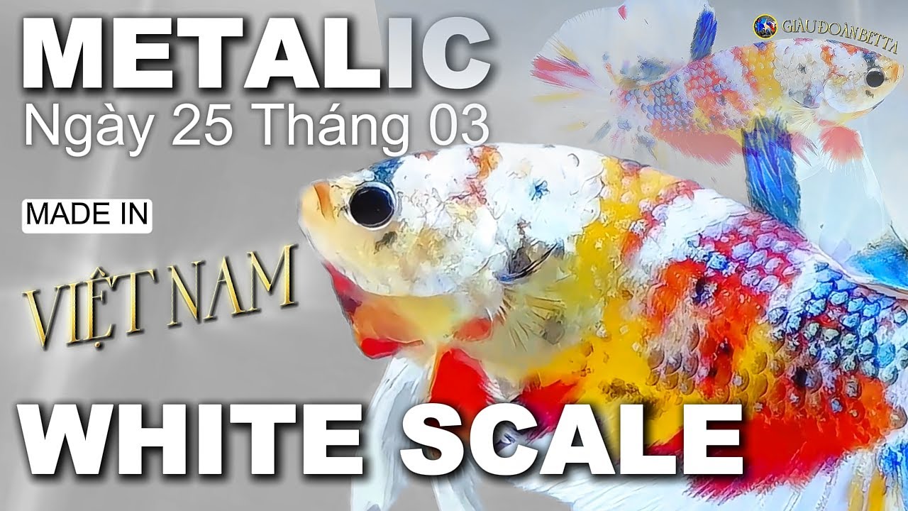 Cùng Ngắm Những Bé Cá Betta Đẹp Ở Trang Trại | GIÀU ĐOÀN BETTA | 25 Tháng 3 | METALIC | BLACK BASE!