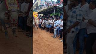 Chittoor jallikattu Bulls 💥❤️‍🔥 #tdp #chandrababu #cmchandrababu