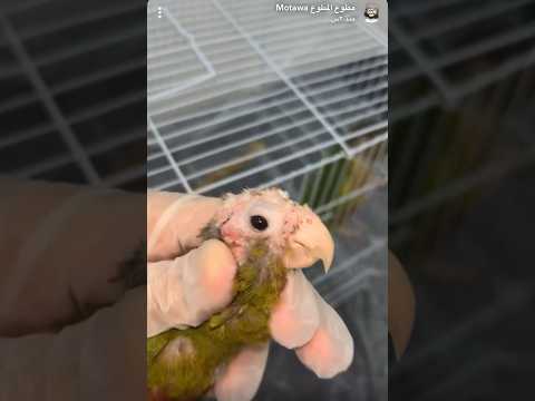 كنيور ضارب رأس زوجته منتفها تنتيف