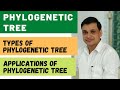 Unraveling Evolutionary Connections Through Phylogenetic Trees