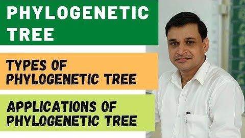 Phylogenetic tree - it