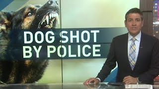 Police shoot dog that attacked an elderly woman