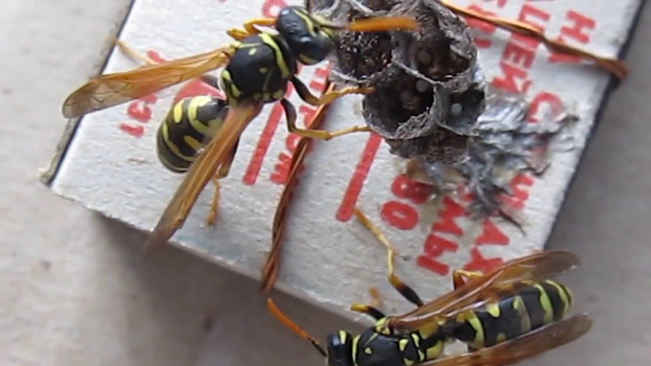 Polistes sp.  - попытка создать полигинную колонию