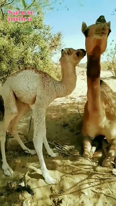 Baby Comel#youtube #viral #viral #comel#short #shorts