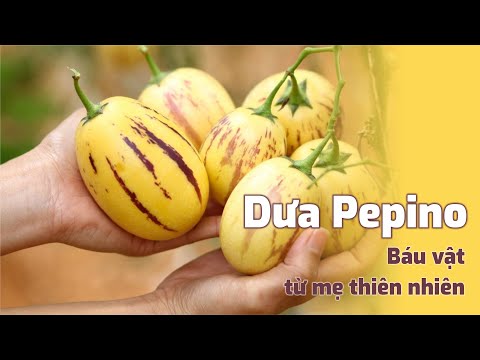 Video Dưa Pepino - Báu vật từ mẹ thiên nhiên - youtube
