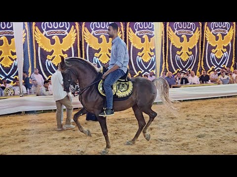 المحافظ النسخة الجديدة و اول مرة و محمود رمزي حفلة مصطفى سعد الهرم 2024 