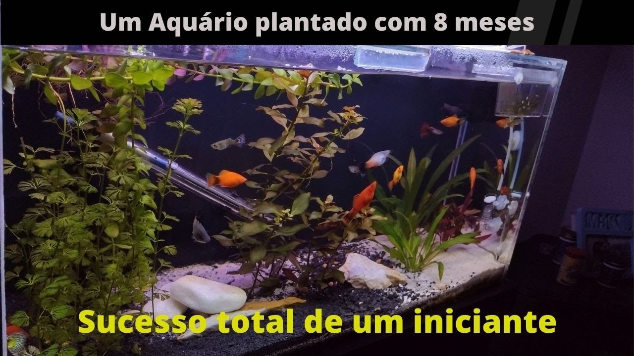 Meu primeiro aquário plantado! iniciante 8 meses de sucesso #aquarismo #diy #aquarium #bettafish