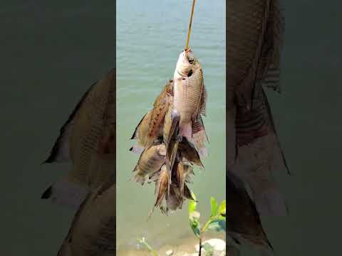 Father and Son Fishing @Masalip Dam Tubao La Union