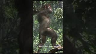 LA EVOLUCIÓN DEL HOMBRE. De primate a pensador #evolution #primate #history #culture #africa #parati