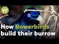 Bowerbirds have impressive skills when it comes to build their love nest!