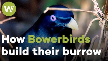 Bowerbirds have impressive skills when it comes to build their love nest!