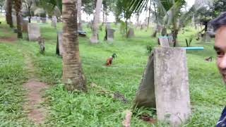 Ramirez farm in dolipos bajo oroquieta city screenshot 3