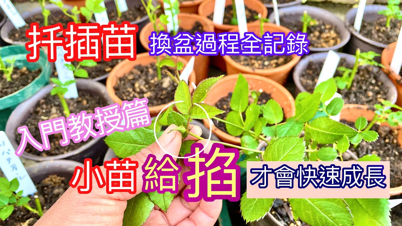 【新手入門篇】玫瑰扦插苗換盆，小苗快速成長讓健壯的最佳方式就是掐掉它❗️