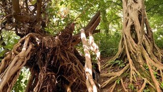 Witnessing Wonders Encountering A Strangler Fig Tree In Ghana With Biblical Link