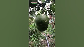 Lắp đặt hệ thống tưới 0971901679 #quyetbectuoi