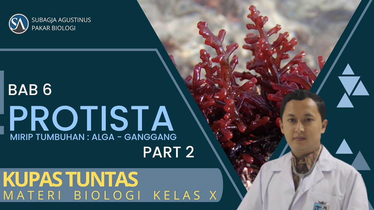 Bab 6 PROTISTA Part 2 : Mirip Tumbuhan (ALGA - GANGGANG)