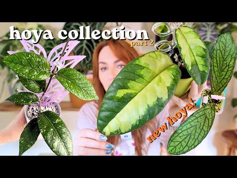 49 new hoya in 8 months + growth updates🪴hoya collection part 2 ✨