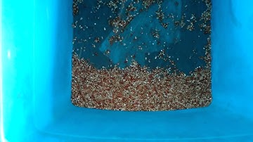 buckwheat color sorter