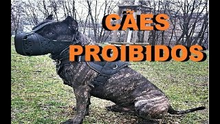 AS 5 RAÇAS DE CACHORRO QUE SÃO PROIBIDAS EM ALGUNS PAISES