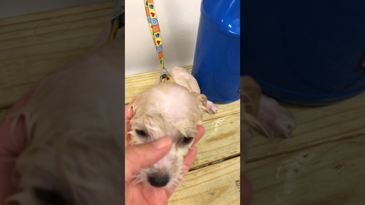 my favorite groomer clippers YEQE9388