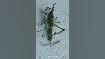 #insects  #pinning