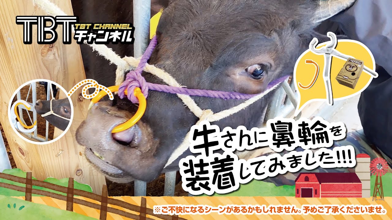 I tried putting a nose ring on a cow!!! - YouTube