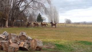 Caspian Horses