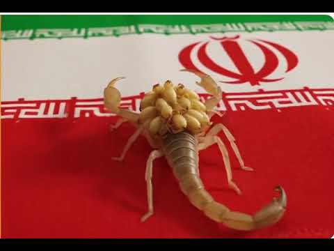 به کشتن خرفستر اندر شتاب که این است آیین و فرمان آب پیرتوس فردوسی