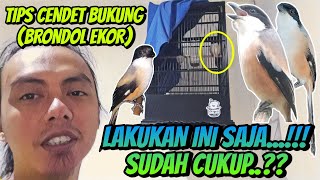 HANYA LAKUKAN RAWATAN INI SAJA, UNTUK CENDET BUKUNG, BRONDOL EKOR DORONG EKOR