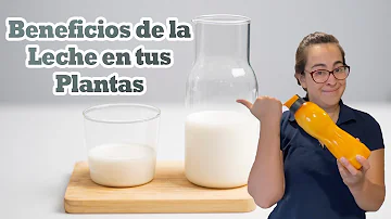 ¿Por qué poner leche en una planta?