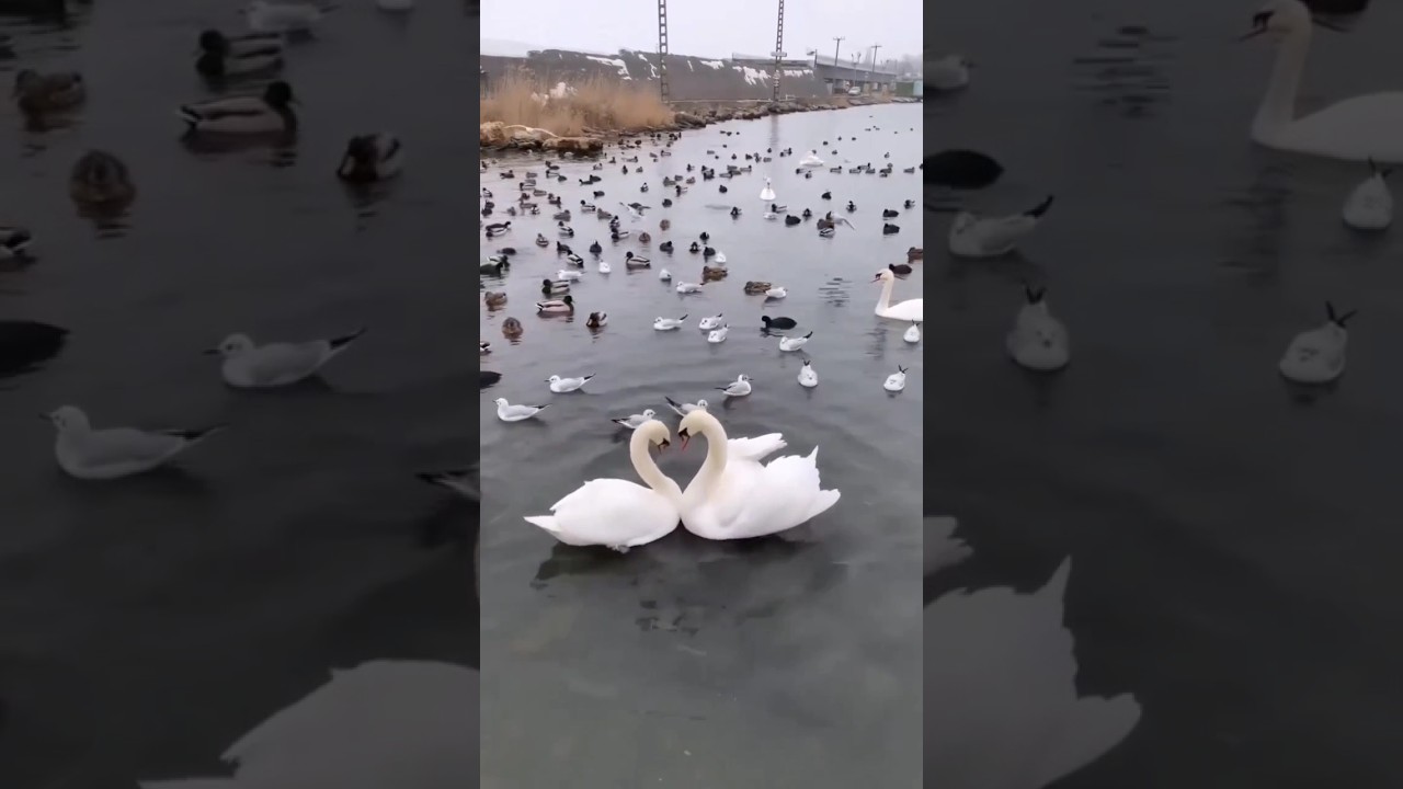 loving swan couple dancing 