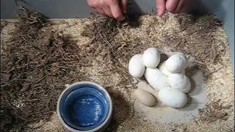 Setting up Axanthic eggs