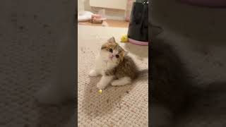 ANGRY CATS LOOKING CUTE 😂 #kitten #cat #angry #cute