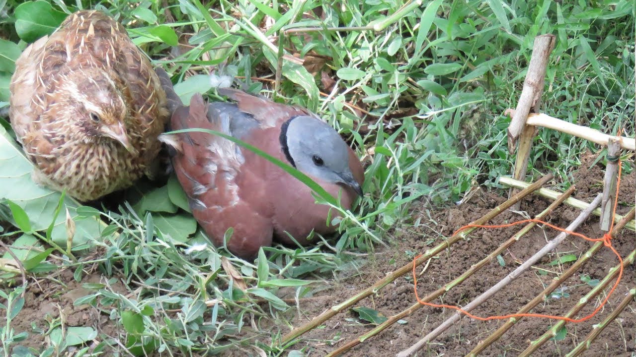 Awesome Quick Bird Trap Using Branches Make By Smart Boy - How to Make Bird Trap Work 100%