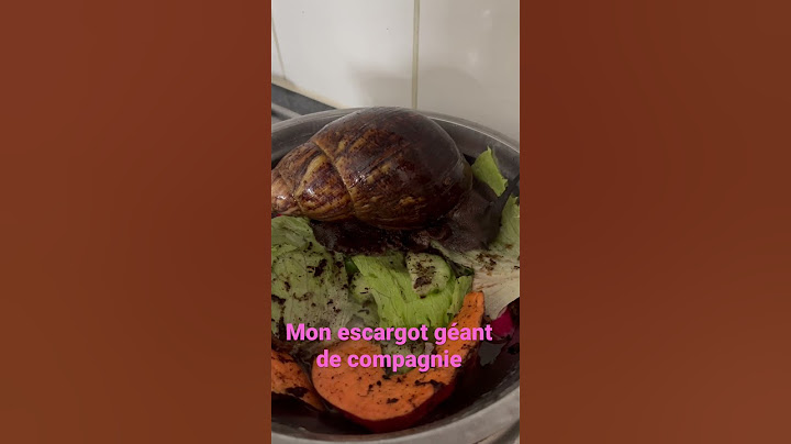 Mon escargot géant de compagnie Laura